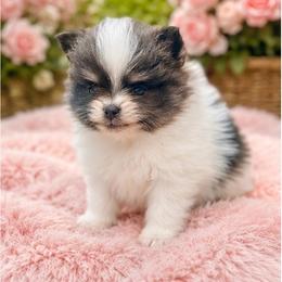 Burberry (Blue and White Tri Parti Female) - Blue parti female Pomeranian puppy in Buck Valley, Pennsylvania from Buck Valley Pomeranians