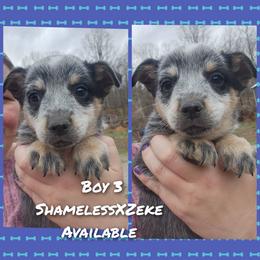 Boy 3 - Blue male Australian Cattle Dog puppy in Bradford, Arkansas from Cedar Rock Heelers and Kelpies