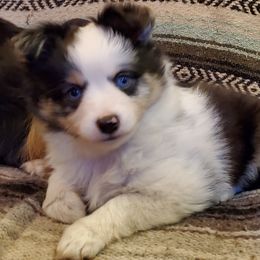 French Bulldogs and Toy Australian Shepherds from Holly's Puppies
