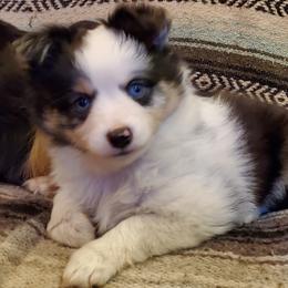 French Bulldogs and Toy Australian Shepherds from Holly's Puppies
