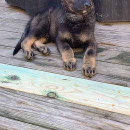 German Shepherd Puppies from Morris German Shepherds