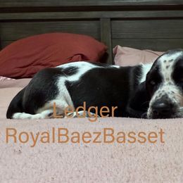 Ledger - Black and white male Basset Hound puppy in Sidney, Nebraska from Royal Baez Basset
