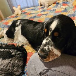 Laurel - English Springer Spaniel