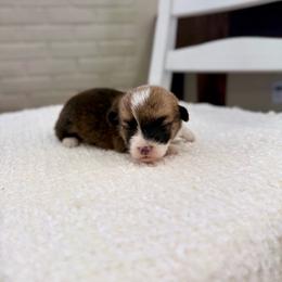Ziggy - Red male Pembroke Welsh Corgi puppy in Payson, Utah from Spring Creek Aussies + Corgis