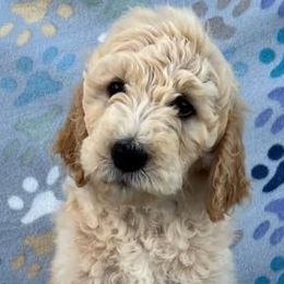 Goldendoodles and Poodles from TimberHills Farm