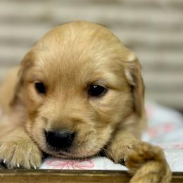 Miss Pink - Golden female Golden Retriever puppy in Tonasket, Washington from Denzil’s Goldens