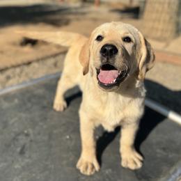 Green Collar - Yellow male Labrador Retriever puppy in Somerset, California from Cantina Labs and Cavs
