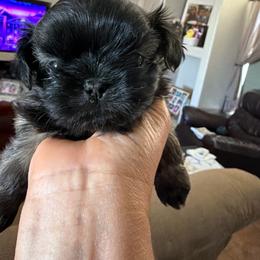 Chicho - Brindle male Shih Tzu puppy in Oak Hills, California from High Desert  Shih Tzu