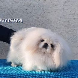 Nusha - Pekingese