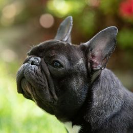 Ronja - French Bulldog