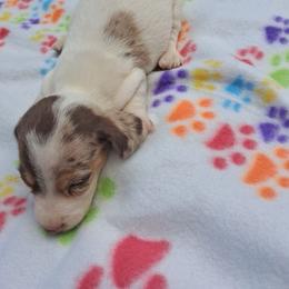 Luke - Piebald male Dachshund puppy in Piggott, Arkansas from KL Country