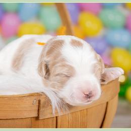 Dorothy - Parti female Goldendoodle puppy in Connersville, Indiana from Deaz Doodle Ranch
