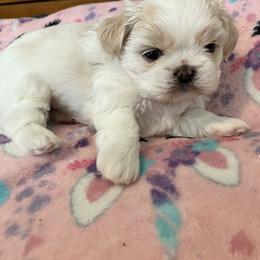 Miss piggy - Cream and white female Shih Tzu puppy in Fountain, Florida from Simply Shih Tzu