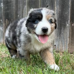 Maverick - Blue merle male Australian Shepherd puppy in Oklahoma City, Oklahoma from Mika’s Aussies