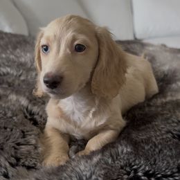 Boy 1 - male Dachshund puppy in Mc Donough, Georgia from Hot Diggity Doxies
