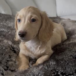 Boy 1 - male Dachshund puppy in Mc Donough, Georgia from Hot Diggity Doxies