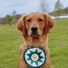 Chili - Golden Retriever