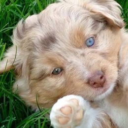 Miniature American Shepherd and Miniature Australian Shepherd Puppies from Lil' Bit Aussie