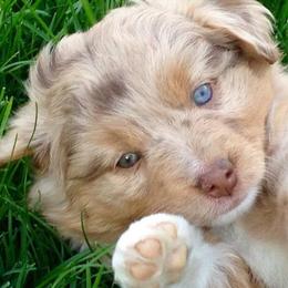 Miniature American Shepherd and Miniature Australian Shepherd Puppies from Lil' Bit Aussie