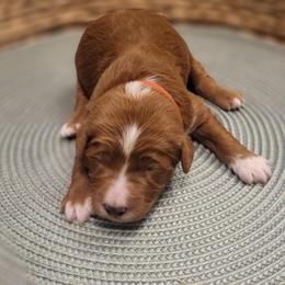 K-Red Boy - Red  male Goldendoodle puppy in Lewisville, Texas from Texas Goldendoodle Lovers