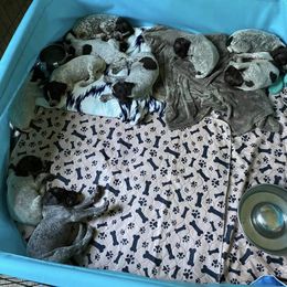 American Bully, German Shorthaired Pointer, and German Wirehaired Pointer Puppies from Shoreline Pointers