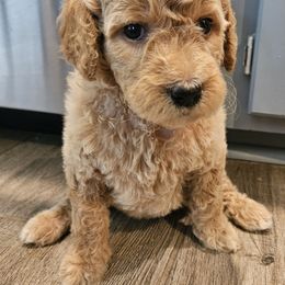 Courtney - Cream female Goldendoodle puppy in Kansas City, Missouri from Poppy's Doodles
