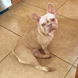 Bella - French Bulldog
