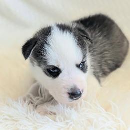 Toby - Gray and white male Siberian Husky puppy in Hebron, Kentucky from Glacier Run Huskies