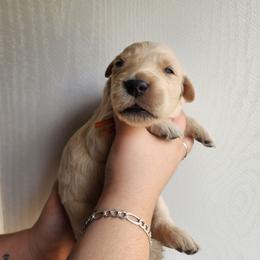 Orange - Golden female Golden Retriever puppy in Lucasville, Ohio from Halo Kennels