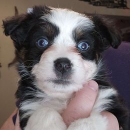 Blk tri, 2 blue eyes - Black tri Miniature Australian Shepherd puppy in Burnsville, North Carolina from Grassy Woods Farm Dogs