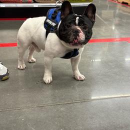Kasper - Black and white male French Bulldog puppy in New Oxford, Pennsylvania from JT Royalty Puppies PA