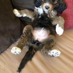 Goldendoodle and Springerdoodle Puppies from Springerdoodles Plus AZ