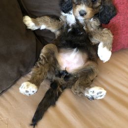 Goldendoodle and Springerdoodle Puppies from Springerdoodles Plus AZ