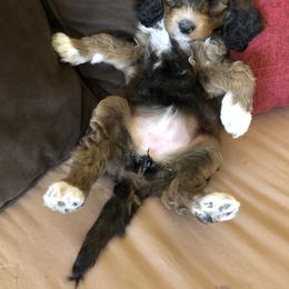 Goldendoodle and Springerdoodle Puppies from Springerdoodles Plus AZ
