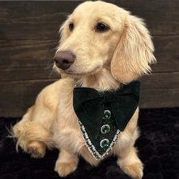 Ezra - Dachshund