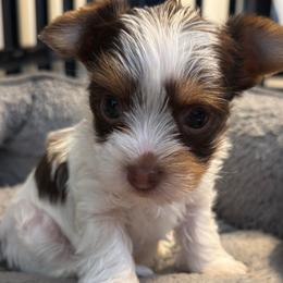 Ivy - Chocolate, tan and white female Yorkshire Terrier puppy in Pembroke Pines, Florida from Sunshine Parti Yorkies