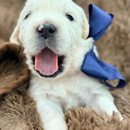 Apollo - Light golden male Golden Retriever puppy in Shingle Springs, California from Creamy Retrievers