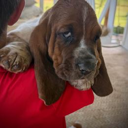 Boy 3 - male Basset Hound puppy in Pauls Valley, Oklahoma from Puppy-Love Bassets