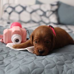 Bernedoodle, Goldendoodle, and Poodle Puppies from Raintree Standard Poodles & Mini Doodles