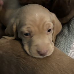 Little man - Red male Dachshund puppy in Ocean Park, Washington from Golden Dachshunds