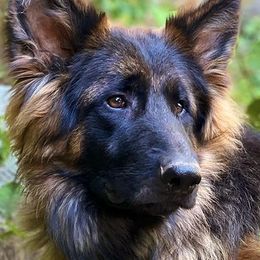German Shepherds from Rock Spring Shepherds