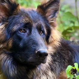 German Shepherds from Rock Spring Shepherds