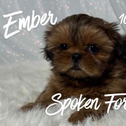Ember - Red female Shih Tzu puppy in Hayden, Idaho from Phoenix Shih Tzu