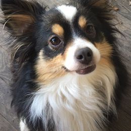 Miniature Australian Shepherds and Toy Australian Shepherds from Circle B Plus Farm