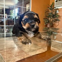 Boy 2 - Black and gold male Yorkshire Terrier puppy in Pomona, California from Lunio's Yorkies