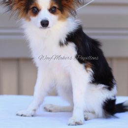 Papillon Puppies from WayMaker Papillons