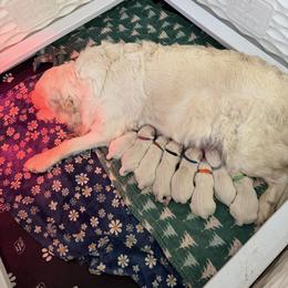 Mr blue - Light golden male Golden Retriever puppy in Douglas, Massachusetts from Oak Breeze Retrievers