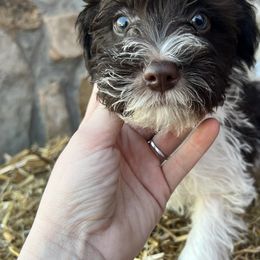 Miniature Schnauzers and Scottish Terriers from Oodles of Cuties!