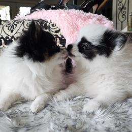 Pomeranians from Perfectly Pampered Pomeranians
