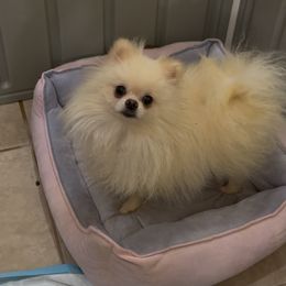 Coco 3.8 pounds - White male Pomeranian puppy in Naples, Florida from Puppies Forever 💙❤️🐶